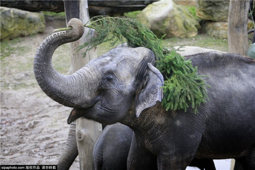 320名圣誕老人集體沖浪？八一八圣誕節奇聞趣事