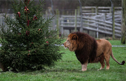 320名圣誕老人集體沖浪？八一八圣誕節奇聞趣事